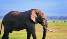 河南大象新闻一线爆料,揭秘背后真相